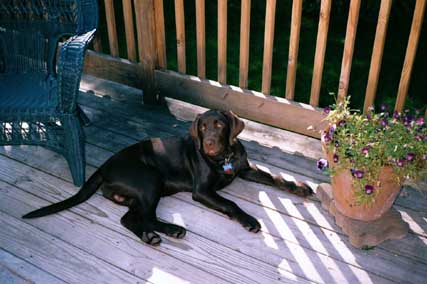 Bentley with flower pot2.jpg (31313 bytes)