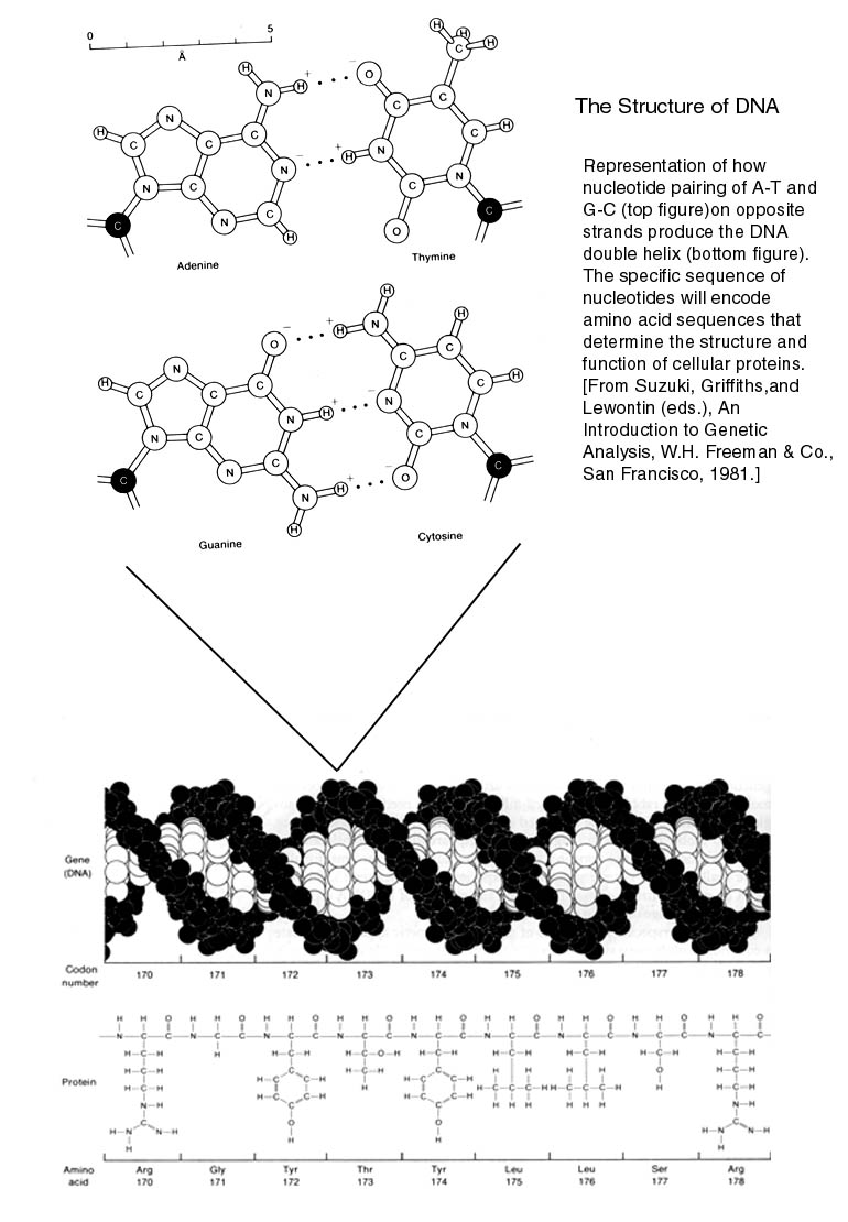 DNA.jpg (115166 bytes)