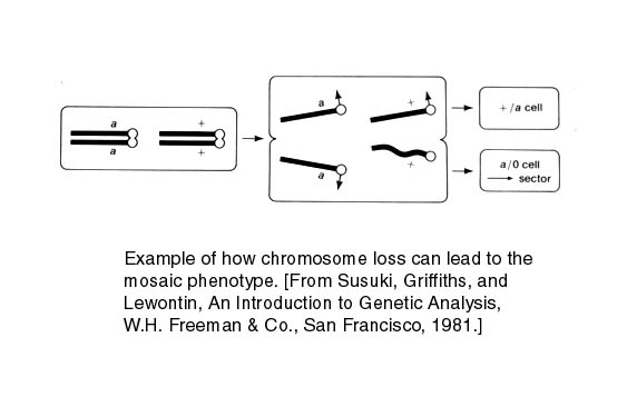 chromoloss.jpg (27648 bytes)