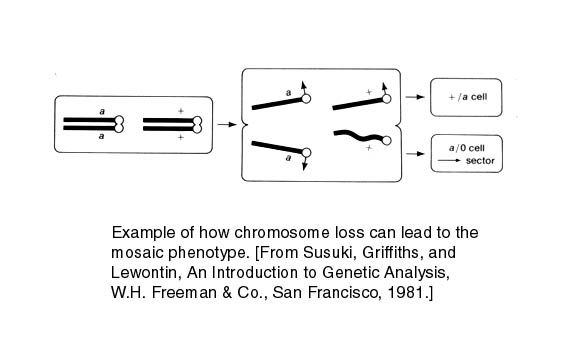 chromoloss.jpg (27648 bytes)