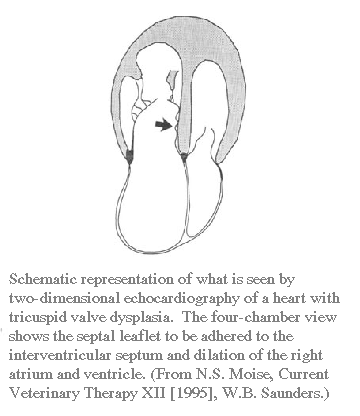 Mitral Valve Dysplasia