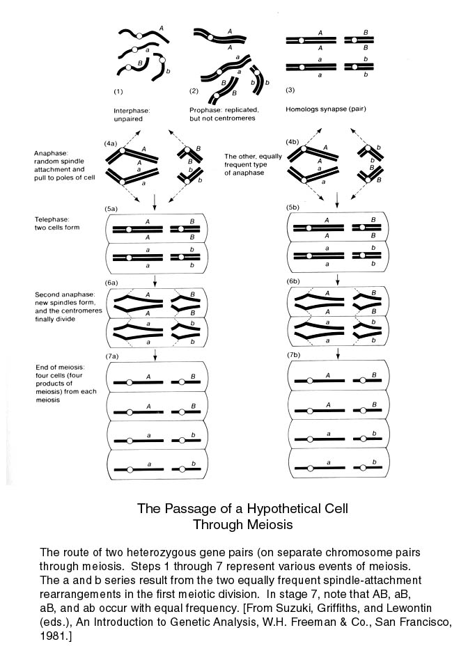 meiosis.jpg (105961 bytes)