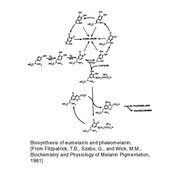 melanin.jpg (35415 bytes)