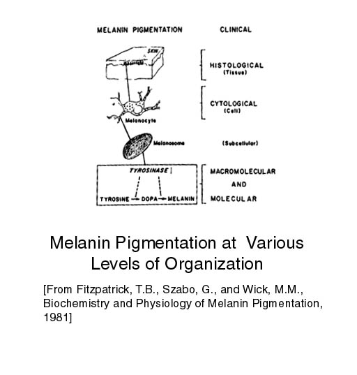 melanin2.jpg (33766 bytes)