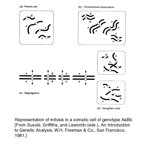 mitosis.jpg (41907 bytes)